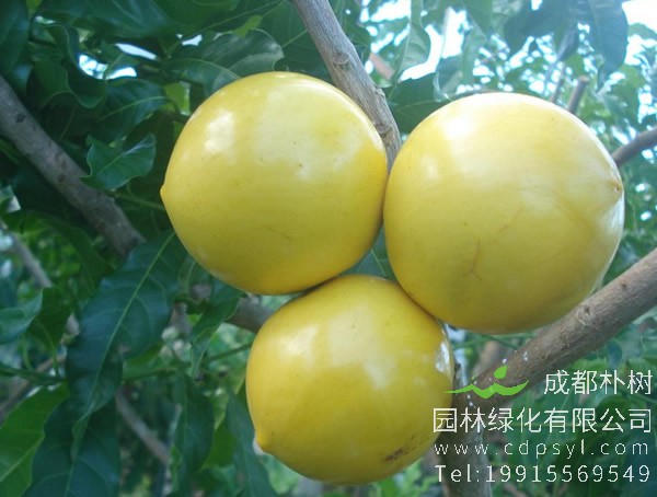 黄晶果树价格-图片-形态特征-生长环境以及主要价值