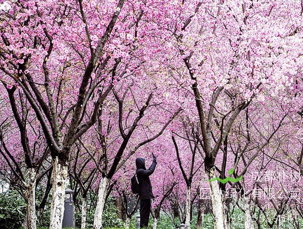 美人梅价格-图片-形态特征-生长习性-分布范围以及经济价值