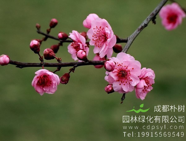 美人梅价格-图片-形态特征-生长习性-分布范围以及经济价值