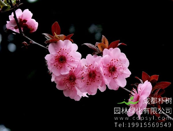 美人梅价格-图片-形态特征-生长习性-分布范围以及经济价值