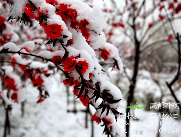 美人梅最近掉叶子怎么回事？