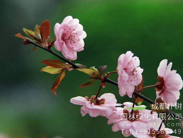 美人梅的枝条是什么颜色？