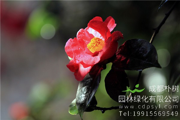 山茶花