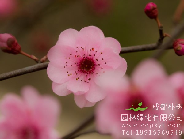 美人梅和美人茶有什么区别？