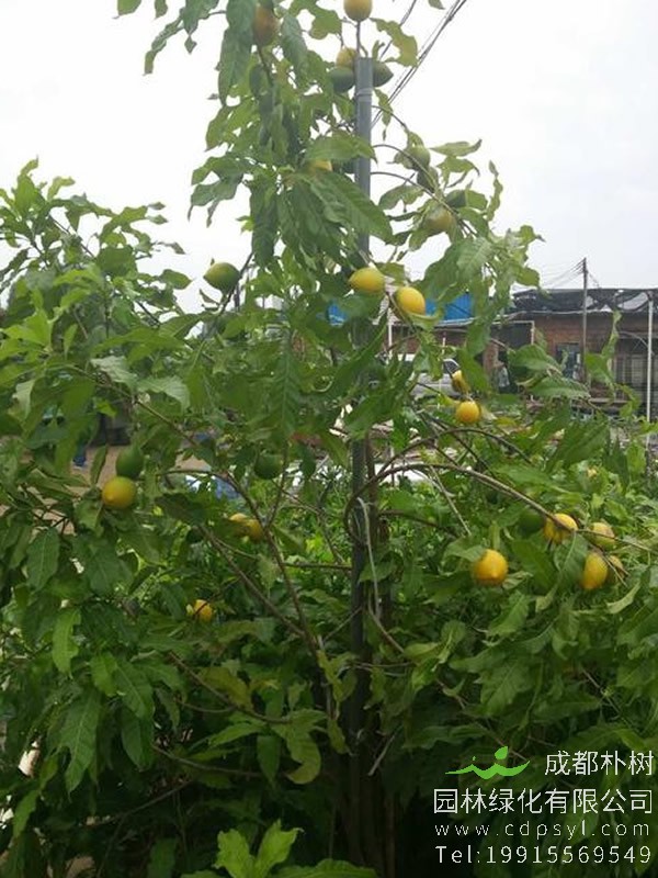 黄晶果树耐低温几度？