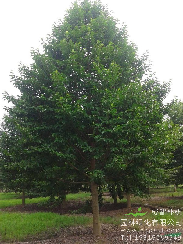 乐昌含笑的栽培技术以及病虫害防治介绍