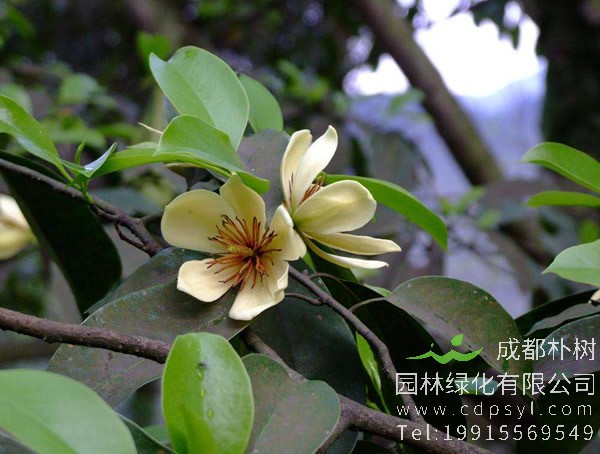 深山含笑与乐昌含笑有什么区别？