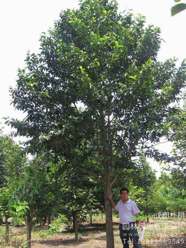 乐昌含笑价格-图片-形态特征-生长习性-分布范围以及主要价值