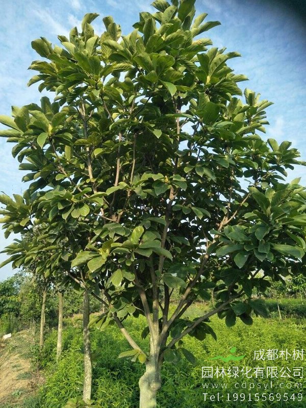 乐昌含笑的生长习性有哪些？