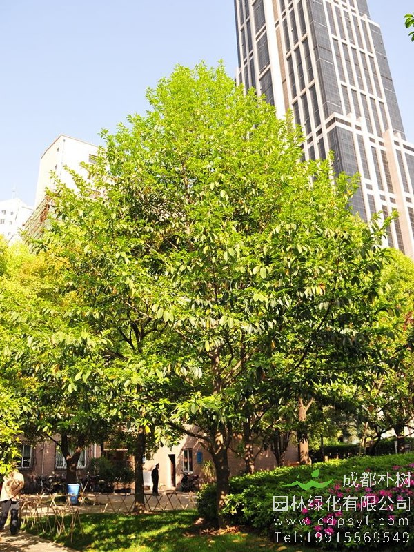 乐昌含笑是落叶乔木还是常绿乔木？