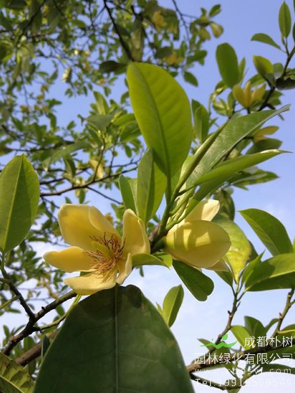 乐昌含笑的主要价值有哪些？