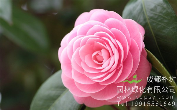 山茶花
