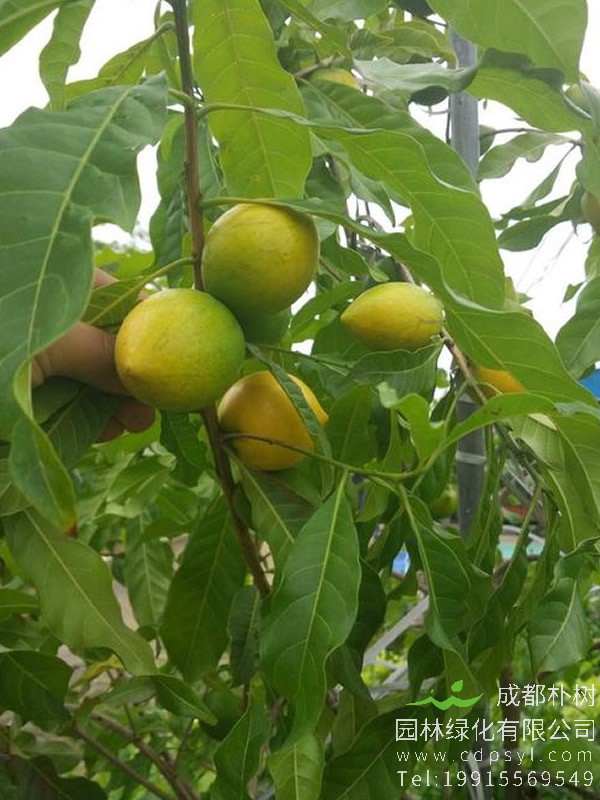 黄晶果树生长速度快吗？