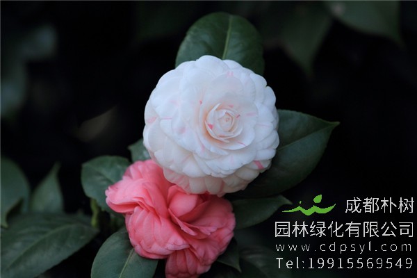 山茶花