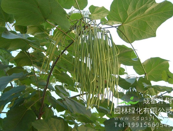 梓树价格-图片-形态特征-生长环境-分布范围以及主要价值