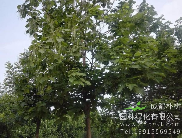 梓树到底是什么树？