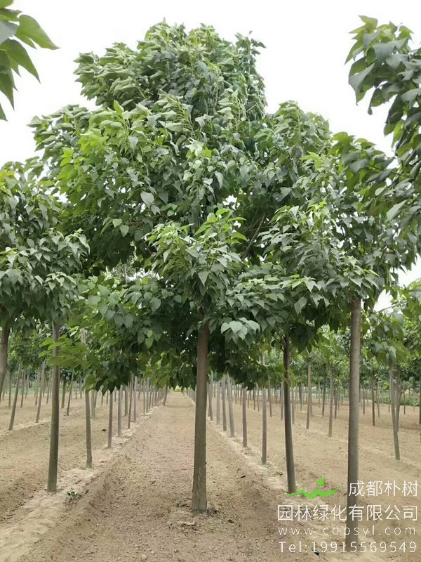 梓树价格-图片-形态特征-生长环境-分布范围以及主要价值