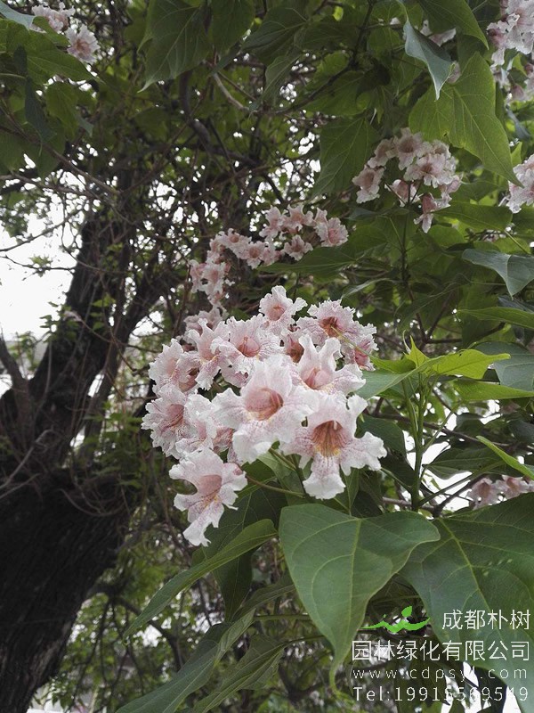 梓树与楸树有什么区别？