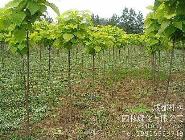 梓树种植技术是怎样的？