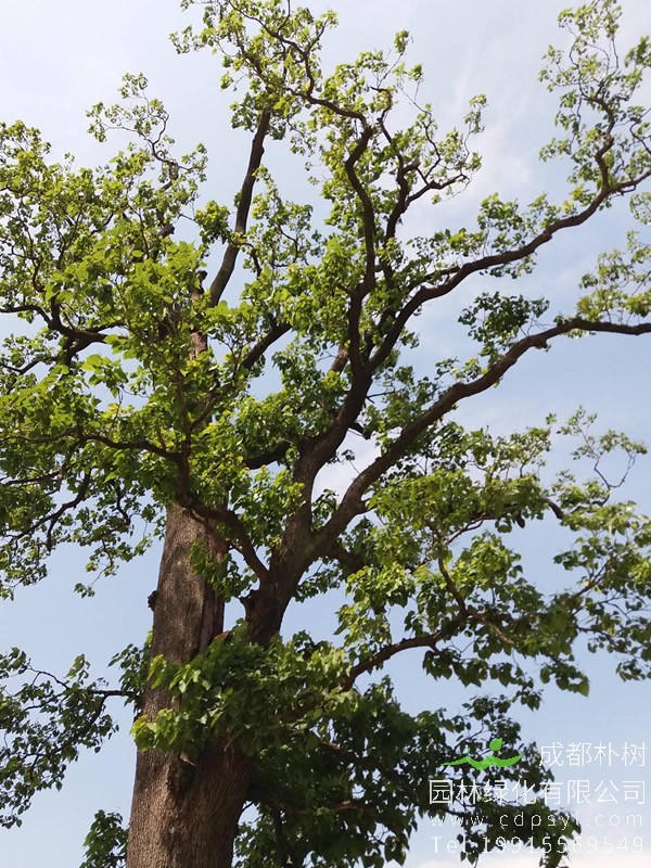 古代为什么常在家屋旁栽种桑树和梓树？