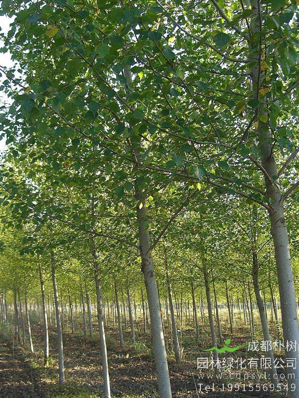 梓树适宜在什么地方生长？