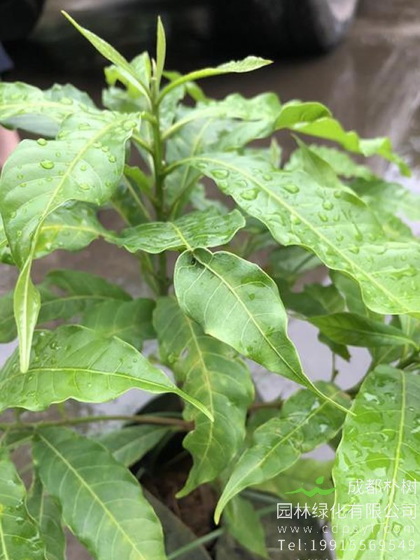 黄晶果树价格-图片-形态特征-生长环境以及主要价值