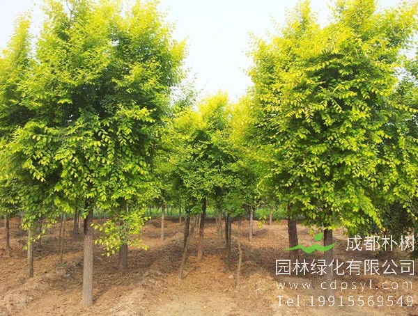 金叶榆价格-图片-形态特征-产地生境以及主要价值