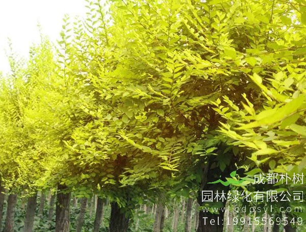 金叶榆价格-图片-形态特征-产地生境以及主要价值