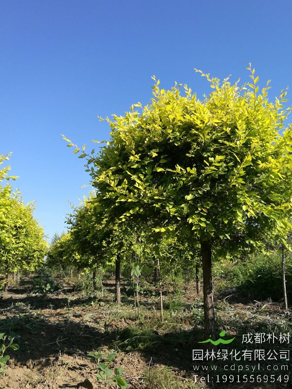 金叶榆是落叶乔木吗？