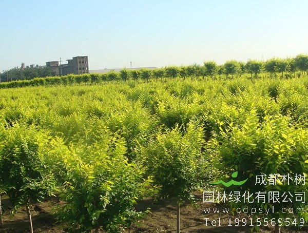 北方金叶榆什么时候嫁接？