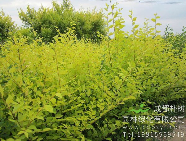 金叶榆在大门口种植好吗？