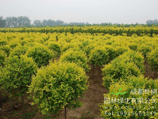 金叶榆怎么扦插？什么时候开始扦插？