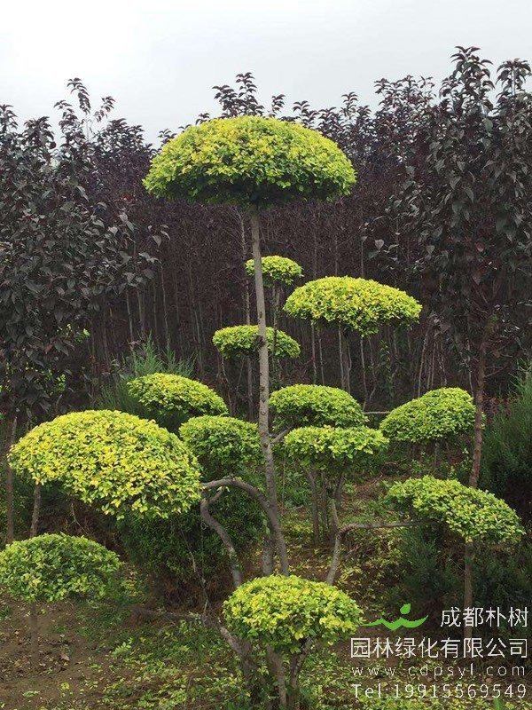 金叶榆的叶片病害怎么治？