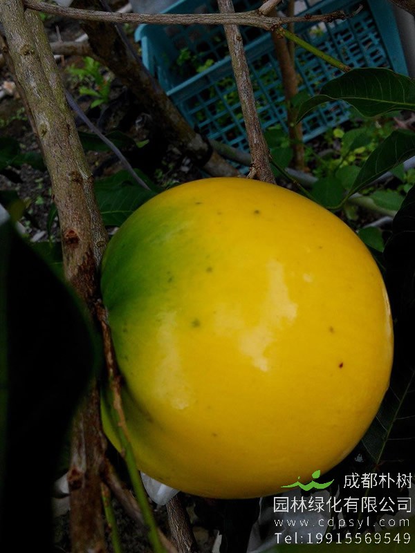 黄晶果树价格-图片-形态特征-生长环境以及主要价值