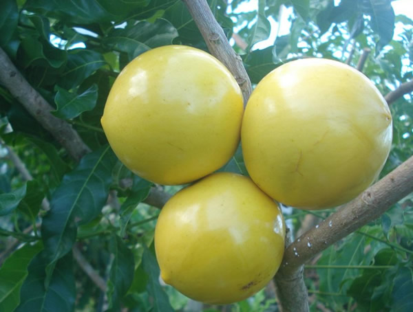 黄晶果树价格-图片-形态特征-生长环境以及主要价值