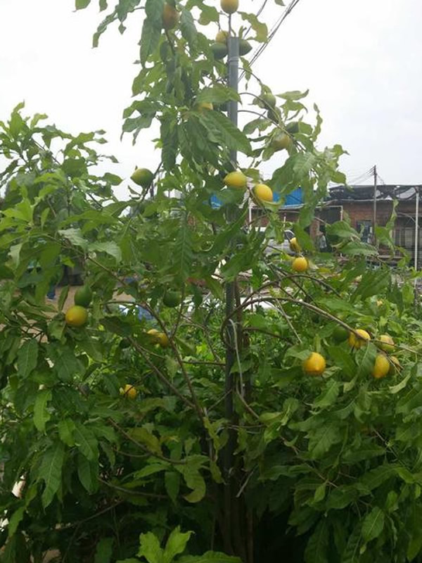 黄晶果树耐低温几度？