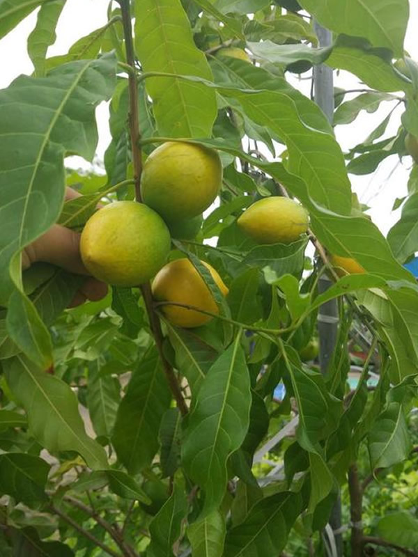 黄晶果树生长速度快吗？