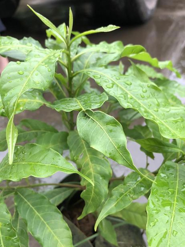 黄晶果树苗的栽植要点有哪些？