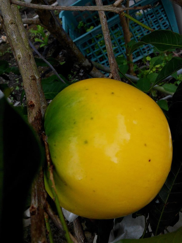 黄晶果树种植技术有哪些？