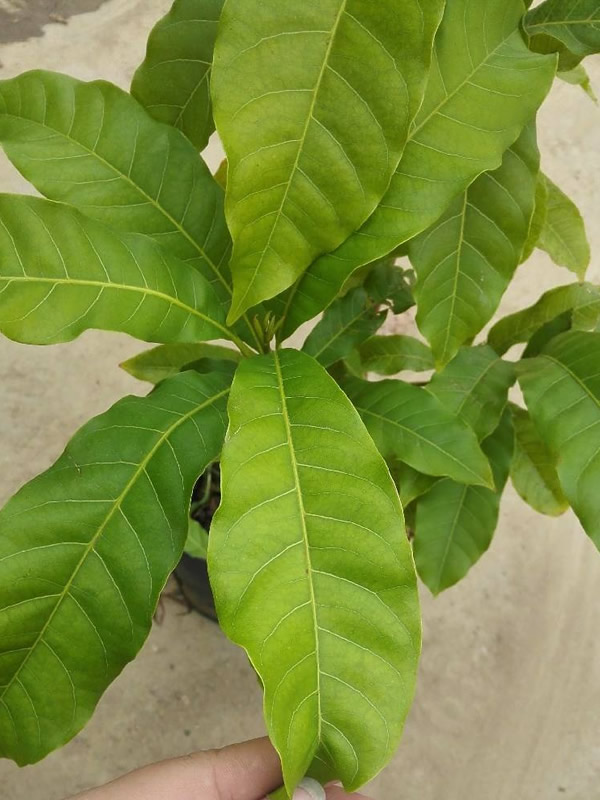 黄晶果树的种植前景怎么样？