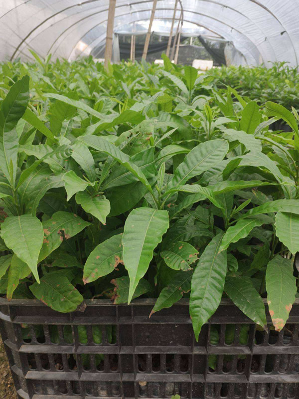 黄晶果树适合哪里种植？