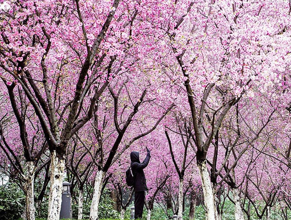 美人梅价格-图片-形态特征-生长习性-分布范围以及经济价值