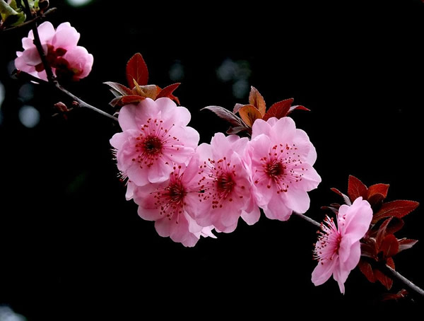 美人梅的形态特征有哪些？