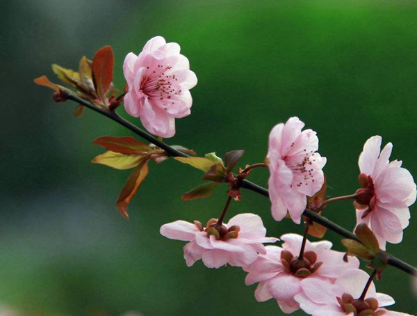 美人梅的枝条是什么颜色？