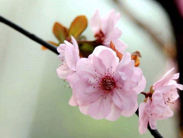 红叶李跟美人梅怎样辨别？