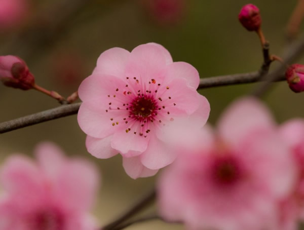 美人梅和美人茶有什么区别？