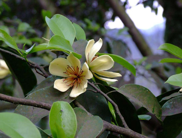 深山含笑与乐昌含笑有什么区别？