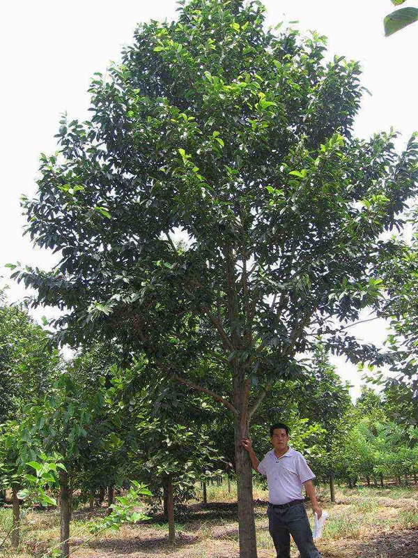 乐昌含笑是什么树？