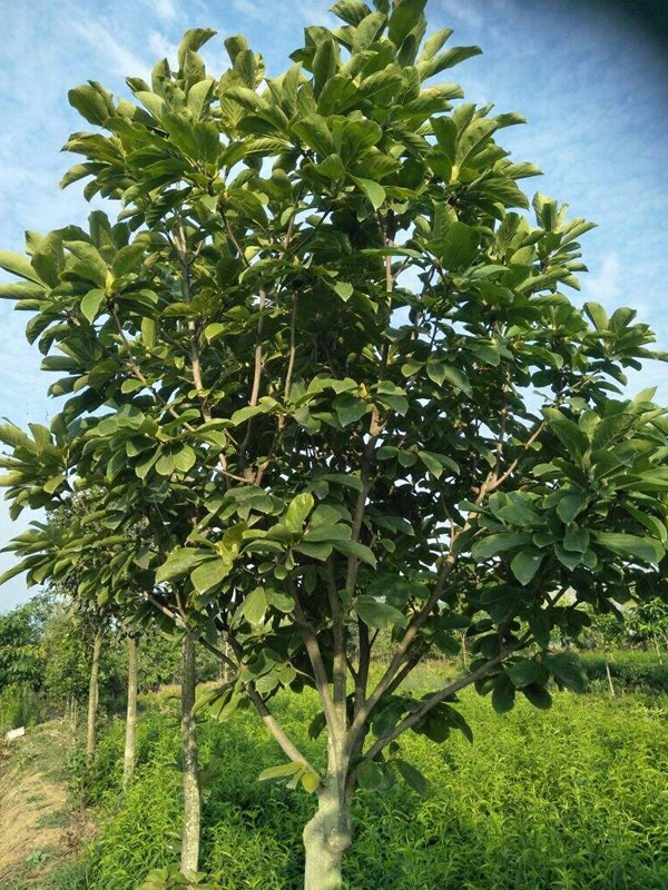 乐昌含笑的生长习性有哪些？