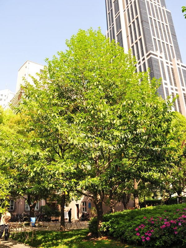 乐昌含笑是落叶乔木还是常绿乔木？